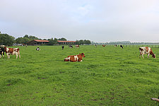 Sauerländer Bauernkäserei Löffler