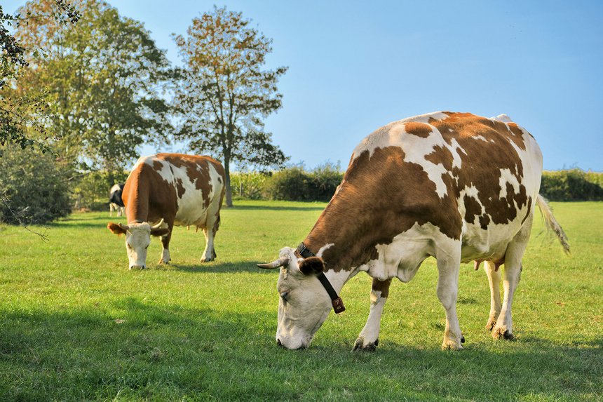 Milchkuehe auf der Weide