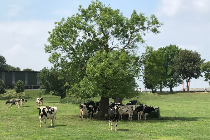 Kühe auf der Weide unter einem Baum im Schatten