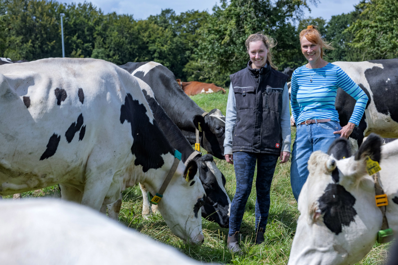 Hielscher Kühe Käse Hofladen