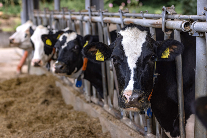 Hofladen kühe lembeck kerkmann produkte käse käserei